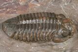 Prone Austerops Trilobite Fossil - Jorf, Morocco #368603-2